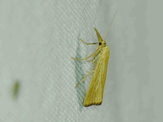 Agriphila straminella &copy; MATHOT William