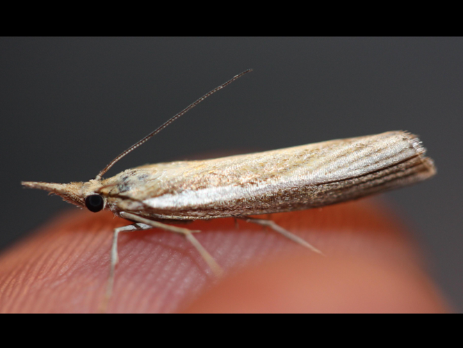 Agriphila tristella &copy; LETHEVE Xavier