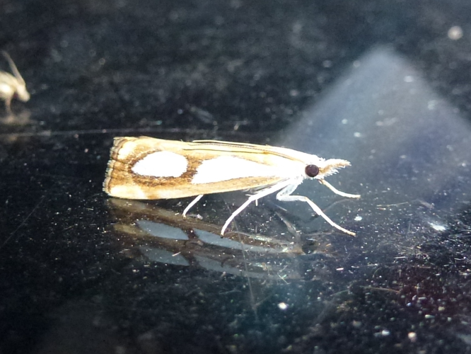 Catoptria pinella &copy; MAILLIER Sébastien