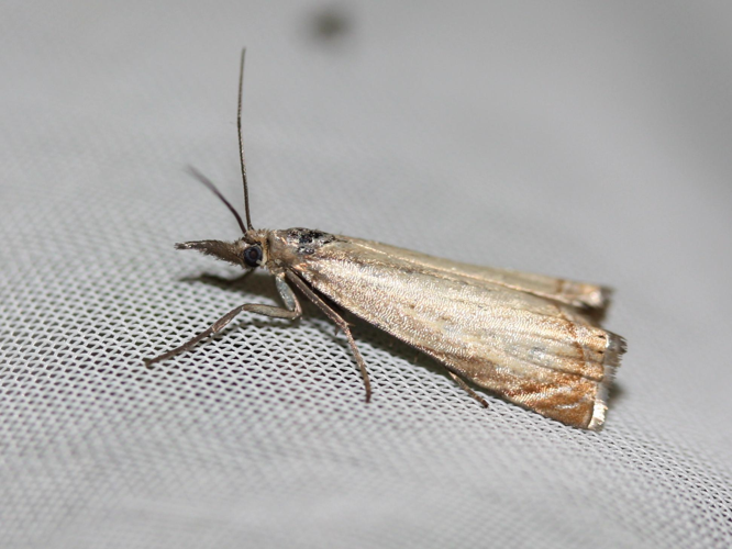 Chrysoteuchia culmella &copy; LETHEVE Xavier