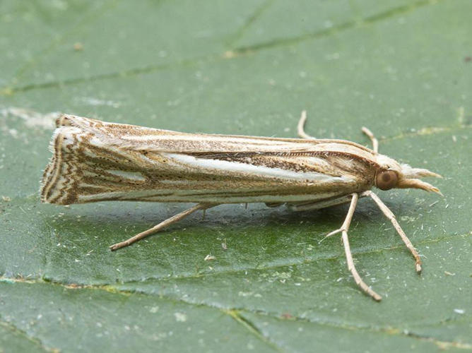 Ancylolomia palpella &copy; VAN ALPHEN Jacques