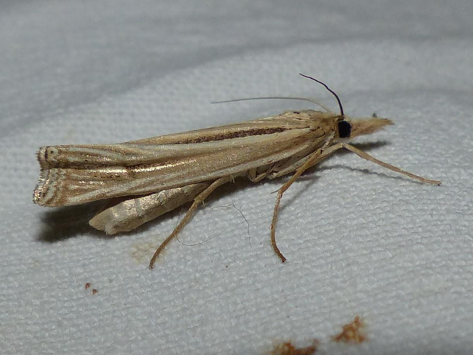 Ancylolomia tentaculella &copy; DEROZIER Carole