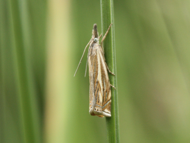Crambus lathoniellus &copy; HERMANT Thomas