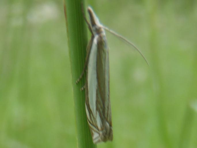Crambus pascuella &copy; HALLART Guénael