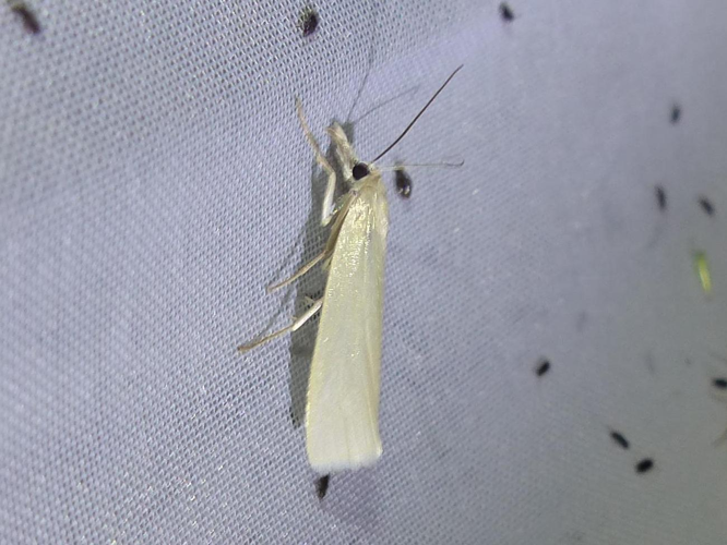Crambus perlella &copy; DEROZIER Carole