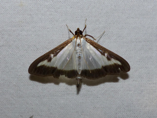 Cydalima perspectalis © DEROZIER Carole