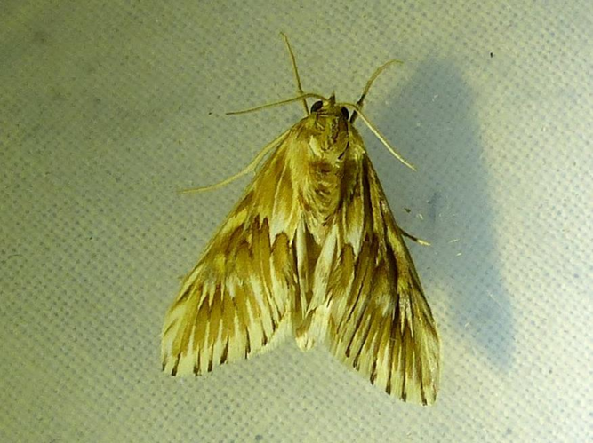 Cynaeda dentalis &copy; DEROZIER Carole