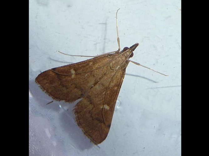 Dolicharthria punctalis &copy; LEBEAU Catherine