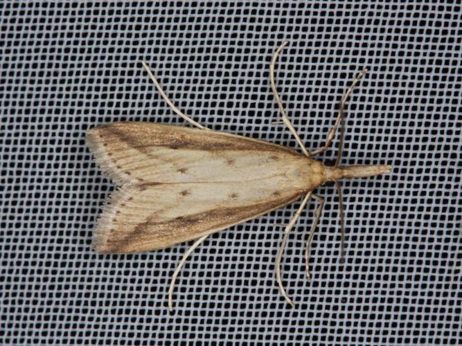 Donacaula forficella &copy; LETHEVE Xavier