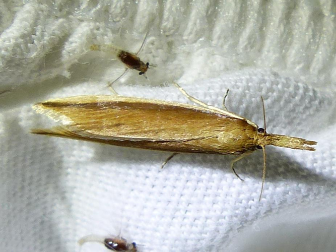 Donacaula mucronella &copy; DEROZIER Carole