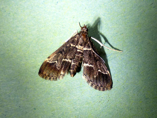 Duponchelia fovealis &copy; DEROZIER Carole