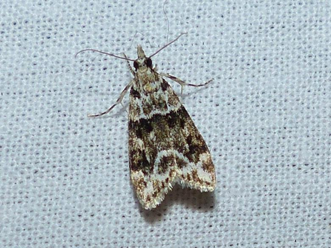 Eudonia delunella &copy; DEROZIER Carole