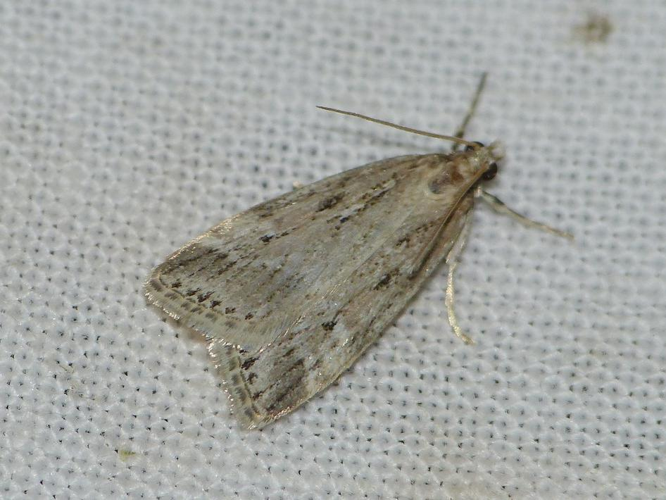 Witlesia pallida &copy; BARBIER Simon