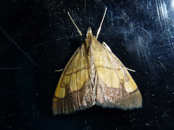 Evergestis limbata &copy; MAILLIER Sébastien