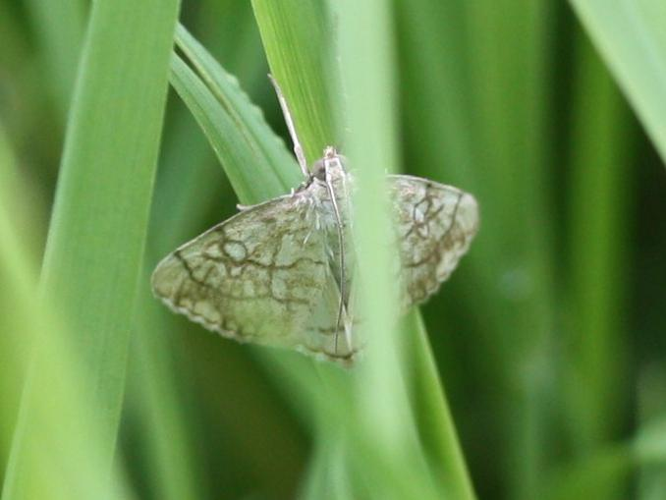 Evergestis pallidata &copy; LETHEVE Xavier