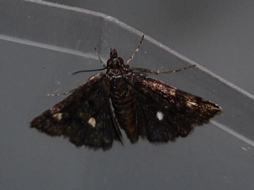 Heliothela wulfeniana &copy; VANSTEENE Nicolas