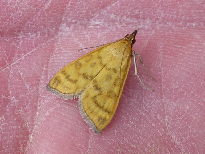 Mecyna flavalis &copy; MAILLIER Sébastien