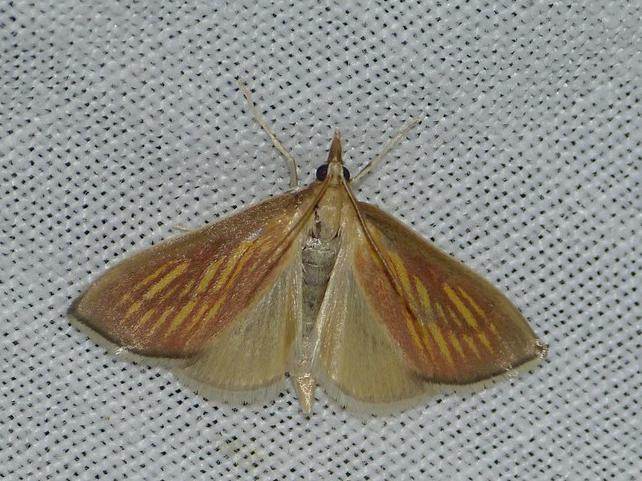 Nascia cilialis &copy; BARBIER Simon