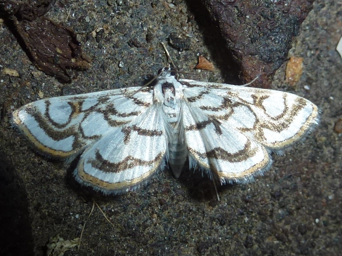 Nymphula nitidulata &copy; MAILLIER Sébastien