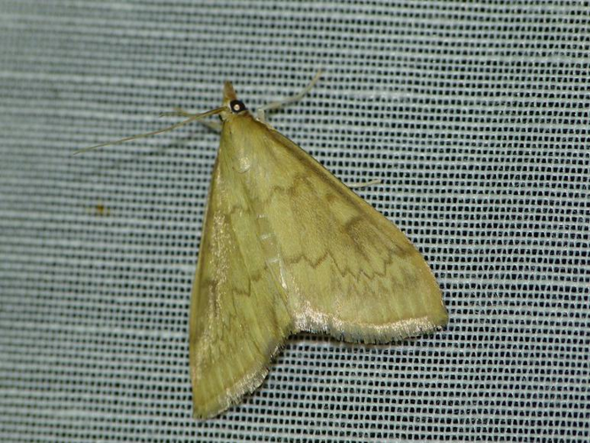 Ostrinia nubilalis &copy; BARBIER Simon