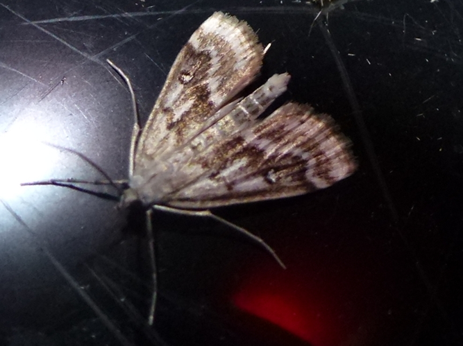 Parapoynx stratiotata &copy; MAILLIER Sébastien