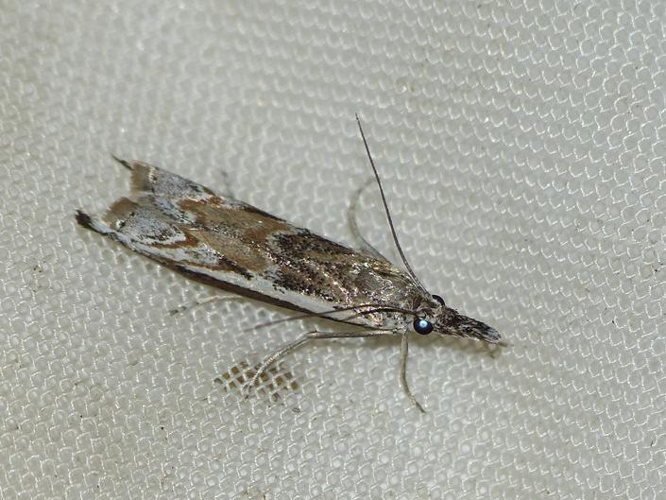 Platytes alpinella &copy; BARBIER Simon