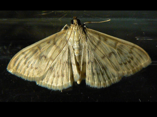 Pleuroptya ruralis &copy; DEROZIER Carole