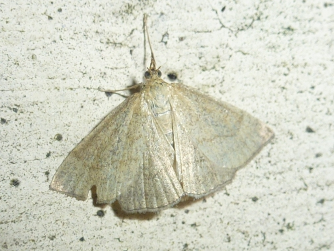 Psammotis pulveralis &copy; MAILLIER Sébastien