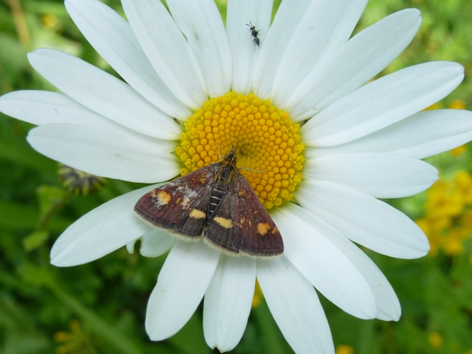 Pyrausta aurata &copy; MAILLIER Sébastien