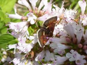 Pyrausta obfuscata &copy; T'FLACHEBBA Mathieu