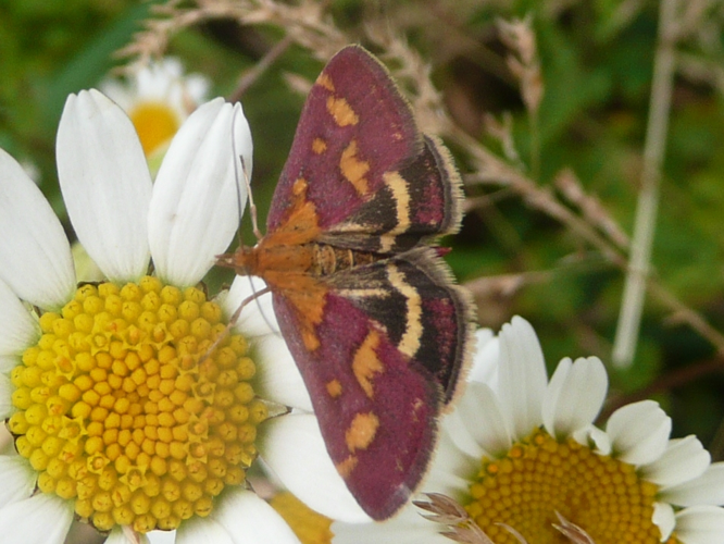 Pyrausta purpuralis &copy; MAILLIER Sébastien