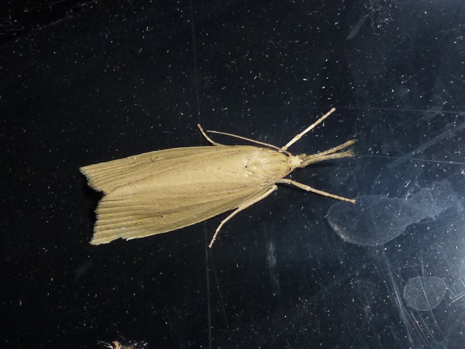 Schoenobius gigantella &copy; MAILLIER Sébastien