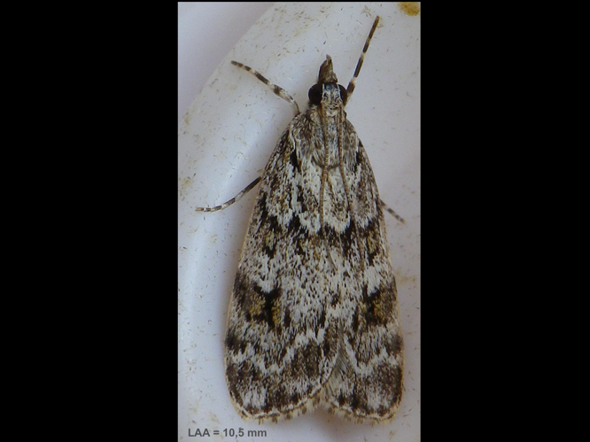 Scoparia basistrigalis &copy; HALLART Guénael