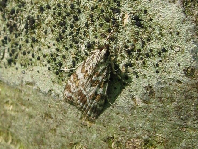 Scoparia pyralella &copy; LETHEVE Xavier