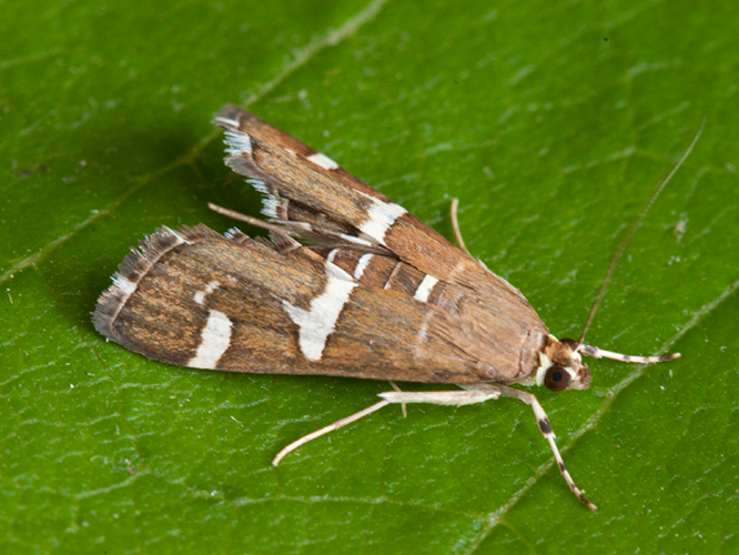 Spoladea recurvalis &copy; VAN ALPHEN Jacques