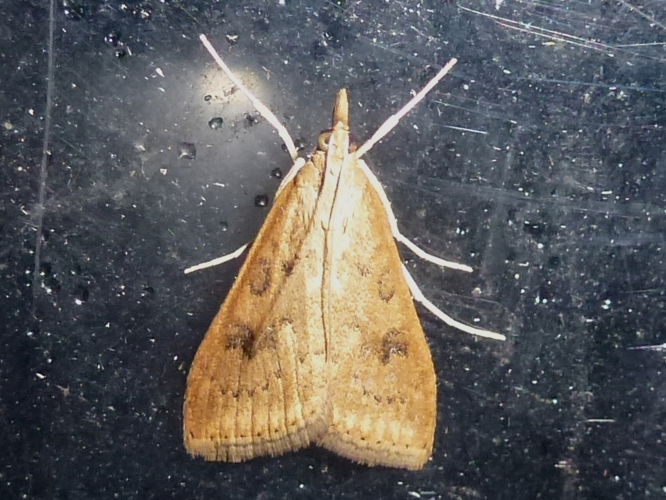 Udea ferrugalis &copy; MAILLIER Sébastien