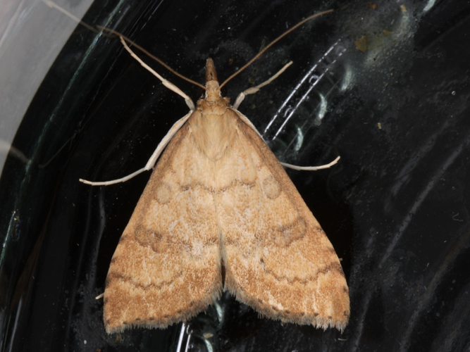 Udea fulvalis &copy; LETHEVE Xavier