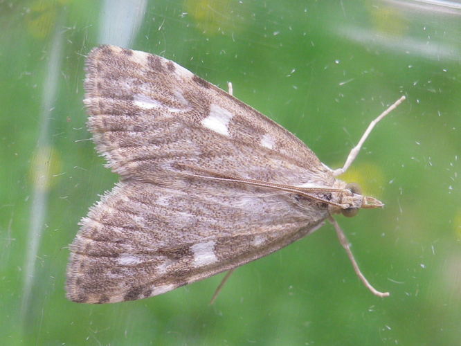 Udea olivalis &copy; HALLART Guénael