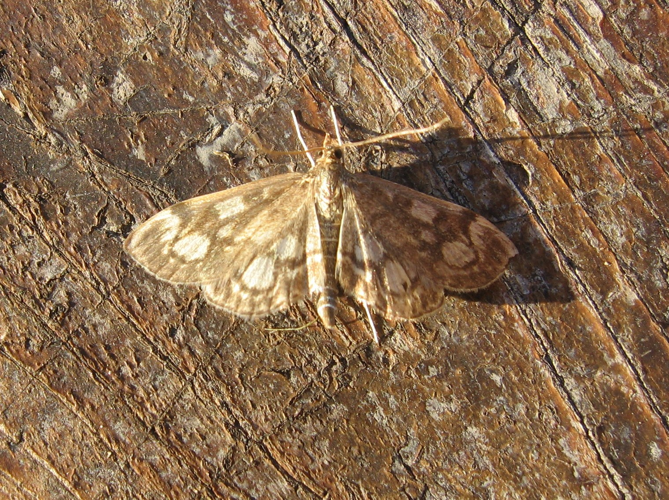 Phlyctaenia coronata &copy; LETHEVE Xavier