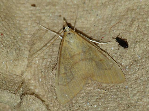 Ebulea crocealis &copy; BARBIER Simon