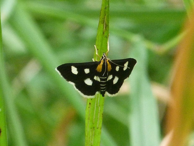 Anania funebris &copy; ADAM David