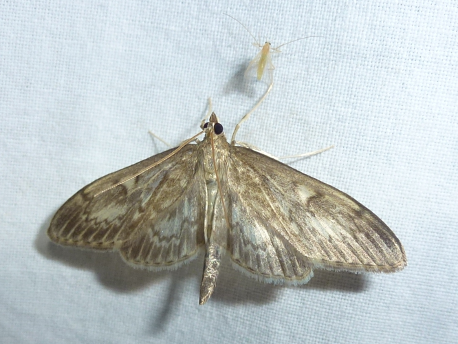 Perinephela lancealis &copy; MAILLIER Sébastien