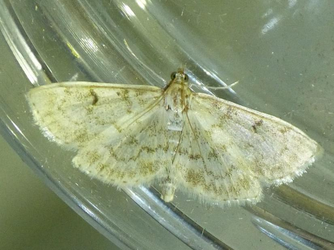 Phlyctaenia perlucidalis &copy; BARBIER Simon