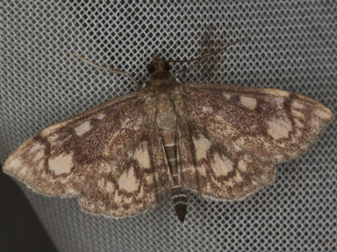 Phlyctaenia stachydalis &copy; LETHEVE Xavier