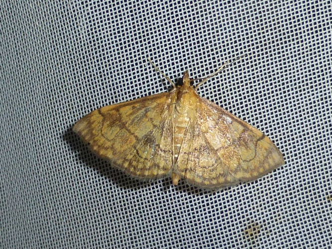 Anania verbascalis &copy; LETHEVE Xavier