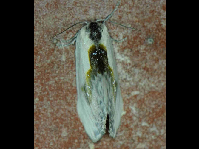 Cilix glaucata &copy; MATHOT William