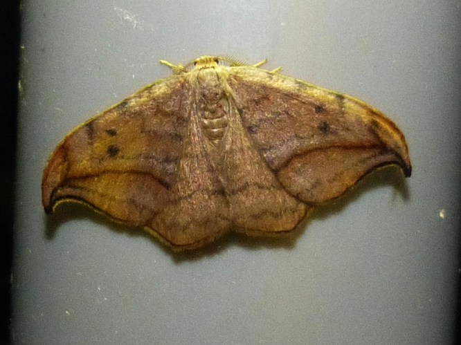 Drepana curvatula &copy; BARBIER Simon