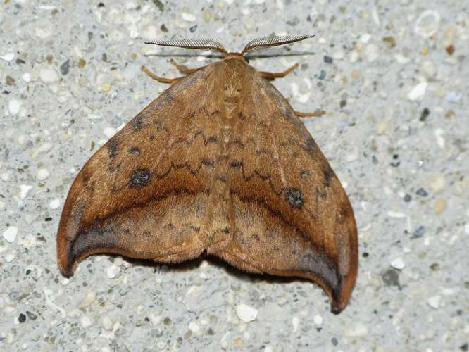 Drepana falcataria &copy; BARBIER Simon