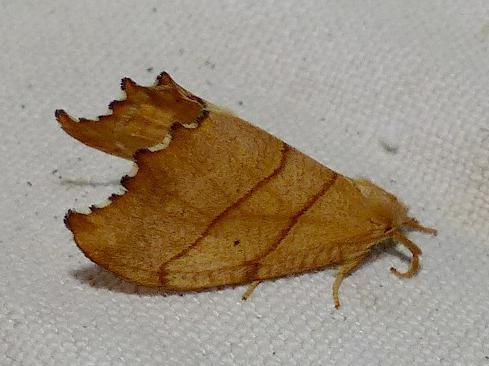 Falcaria lacertinaria &copy; DEROZIER Carole