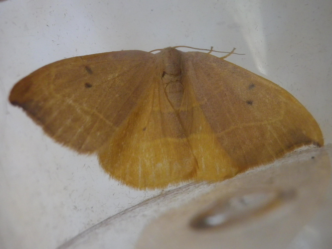 Watsonalla binaria &copy; HALLART Guénael